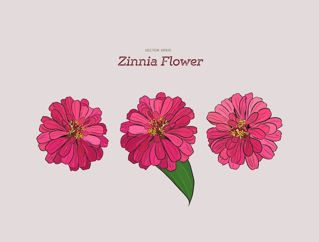 Zinnia-bloem, hand-tekening.