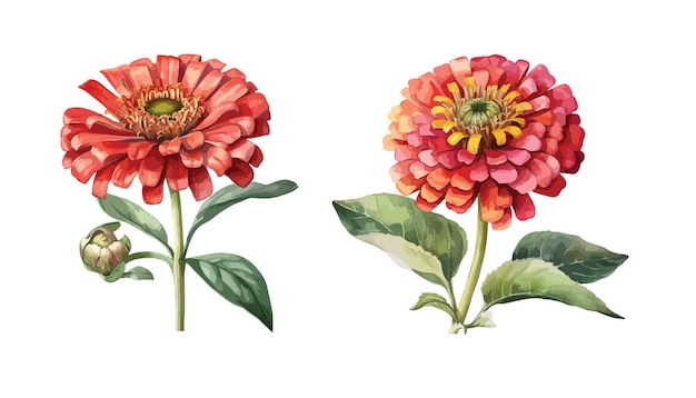 Zinnia elegans flower clipart isolated vector illustration