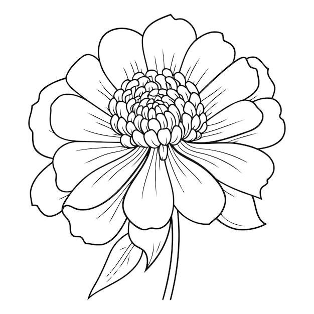 Vector zinnia flower black and white illustration for coloring book