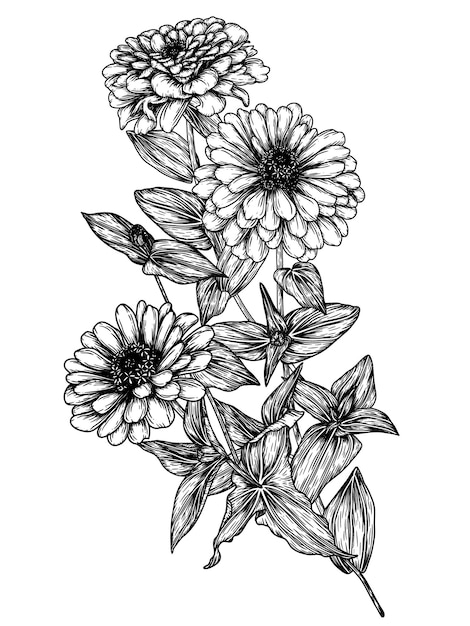 Zinnia flower in engraving style