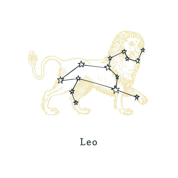 Zodiacal constellation of Leo on background of hand drawn symbol in engraving style Vector illustration of sign Lion