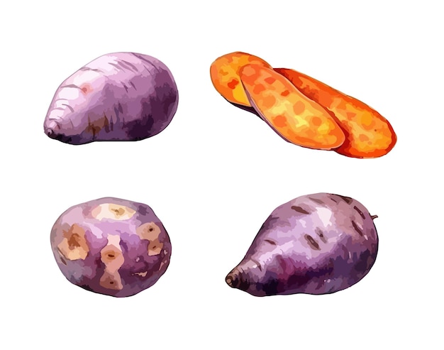 Zoete aardappel clipart geïsoleerde vector illustratie