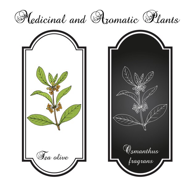 Zoete osmanthus of thee-olijf Osmanthus fragrans geneeskrachtige plant Handgetekende botanische vector