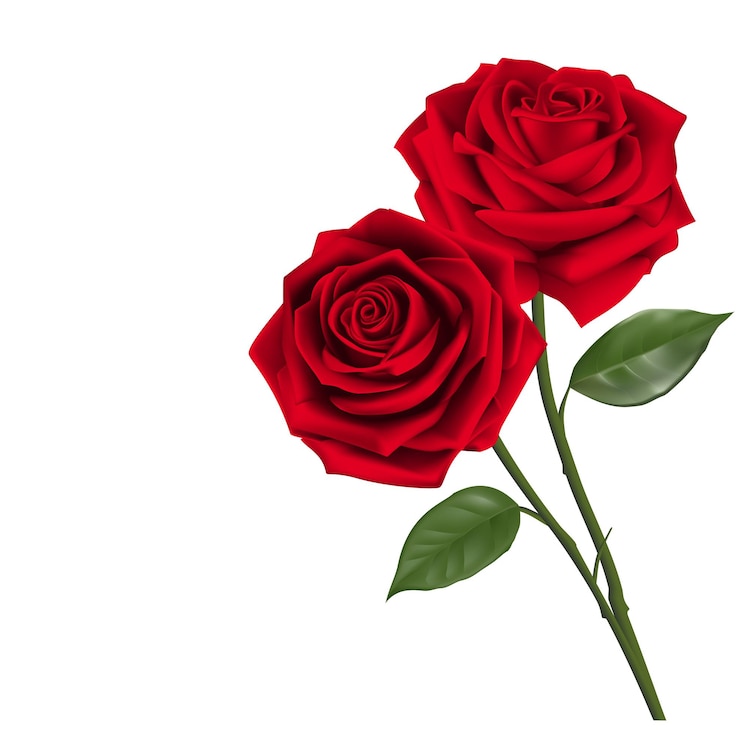 Vector zoete valentijnsdag achtergrond met realistische rode rozen