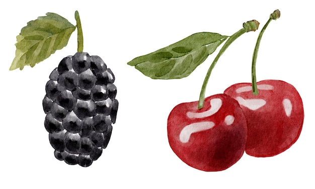 Zomer berry aquarel vector