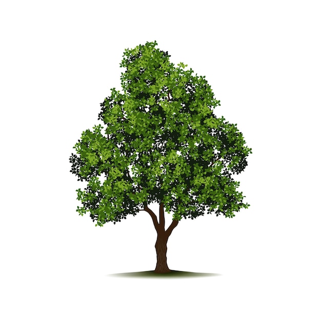 Zomer- of voorjaarsboom met groene bladeren