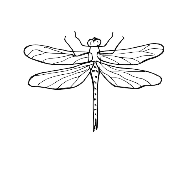 Zomer vliegende libel vector geïsoleerde illustratie op witte achtergrond Damselfly lijn inkt schets i