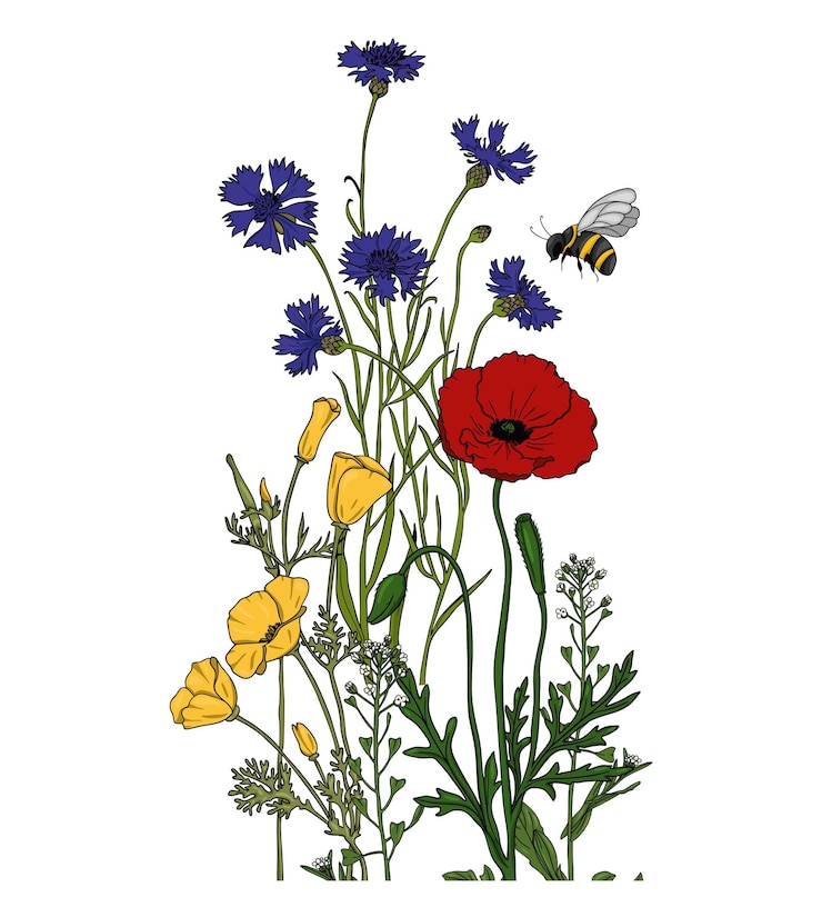 Vector zomer weideplanten en insecten kleurrijke wilde bloemen hommels en vlinders op een witte backgr