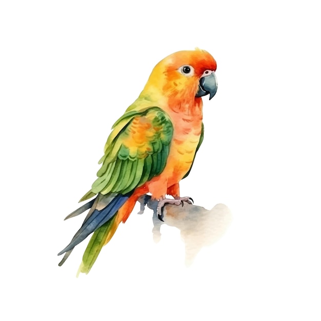 Zon Conure aquarel verf