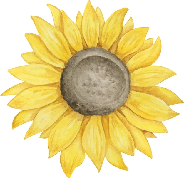 Zonnebloem aquarel hand getekende illustratie Botanische clipart