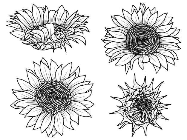 Zonnebloem lijntekeningen schets