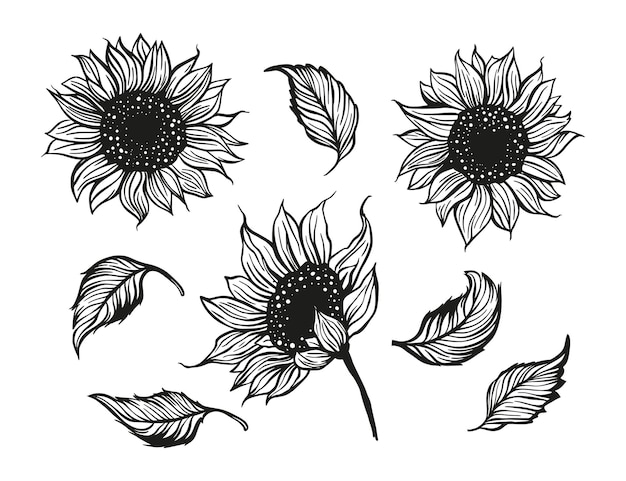 Zonnebloem mooie bloem met bladeren doodle natuur botanische set Flora vectorelementen