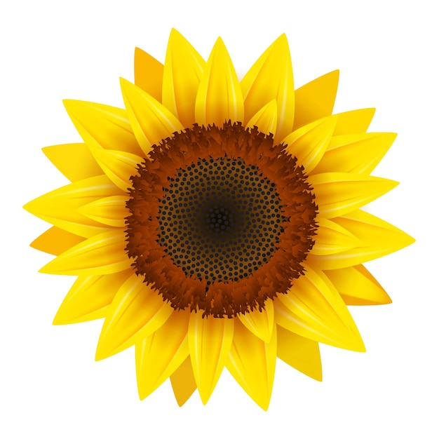 Vector zonnebloem realistische pictogram vector geïsoleerd. gele zonnebloem bloesem natuur bloem illustratie voor de zomer.