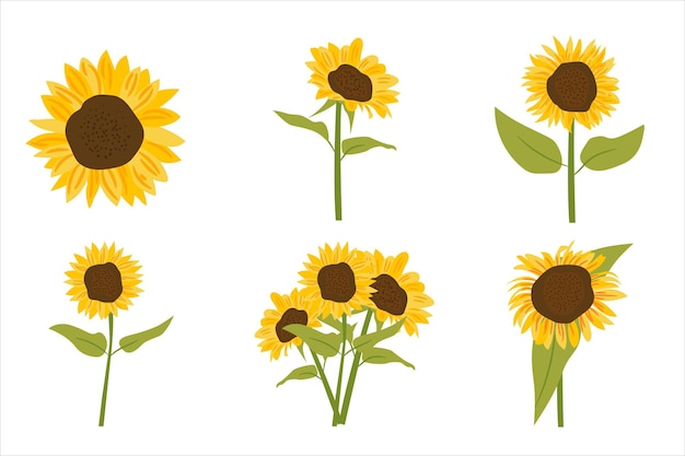 Zonnebloem vector illustratie set