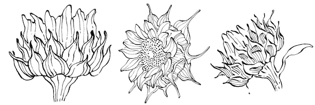 Zonnebloembloem Bloemen botanische bloem Geïsoleerd illustratieelement