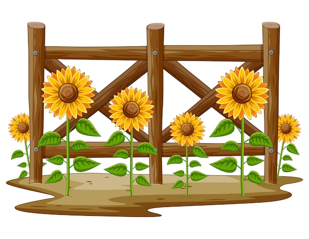 Zonnebloemen in de tuin met houten schutting