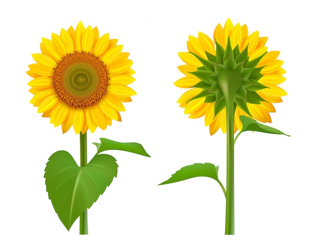 Zonnebloemen realistisch. Zomer botanische bloemencollectie van zonnebloemen gele boeket zaden foto's