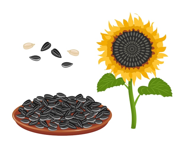 Zonnebloemset Zonneblomolie Zonneblokzaad in houten lepel en schaal Landbouw voedsel