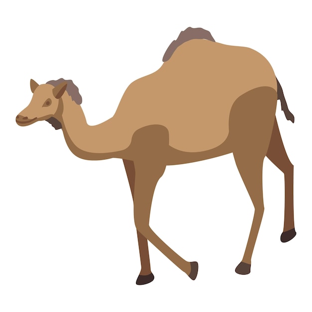 Vector zoo desert camel icon isometric of zoo desert camel vector icon for web design isolated on white background