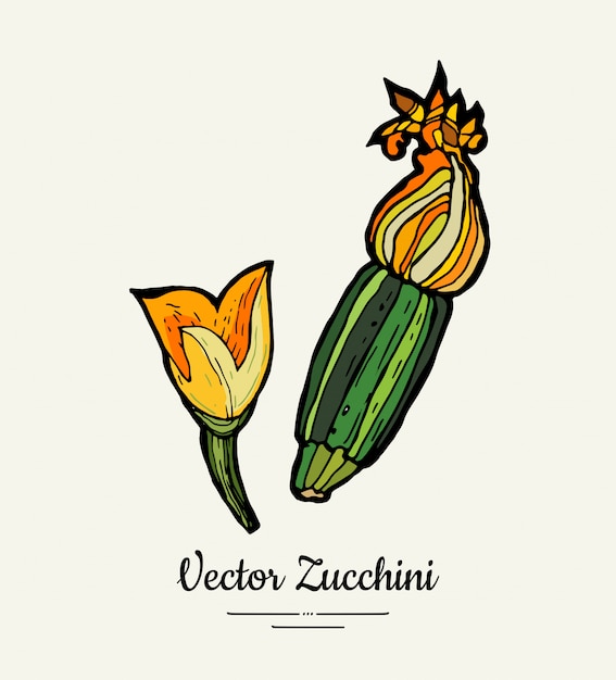 Zucchini hand drawn illustration set.  