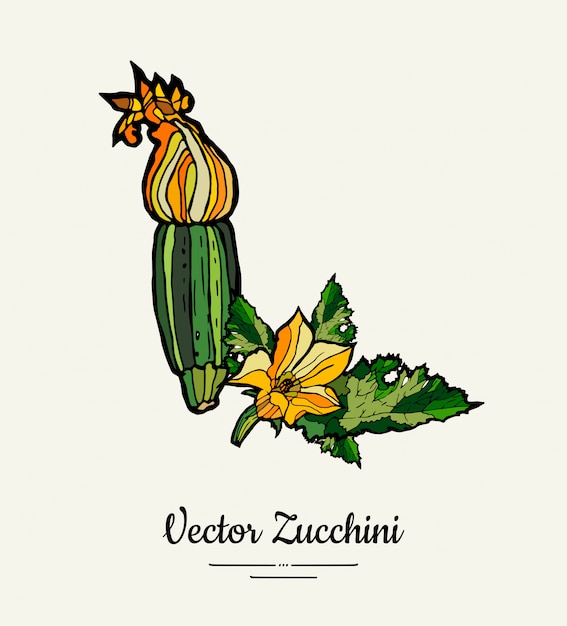 Zucchini hand drawn illustration set.  