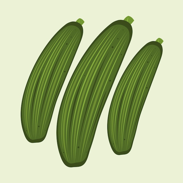 Zucchini vector illustration