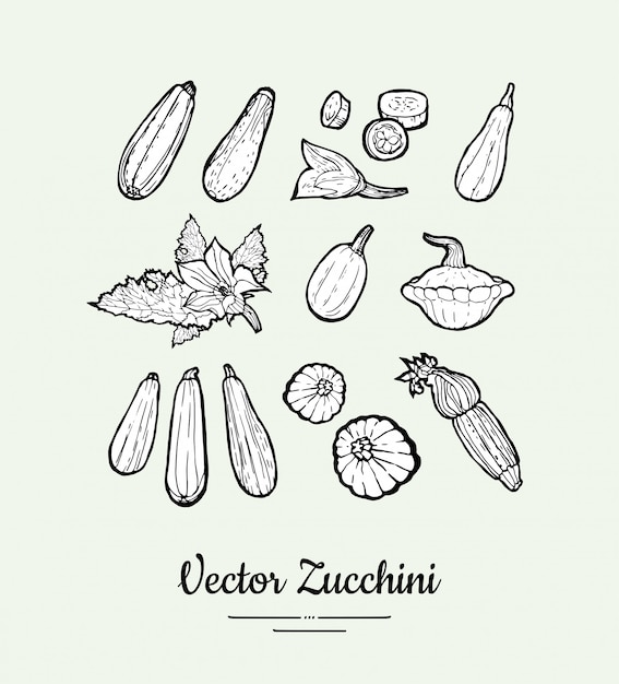 Vector zucchini vector set. vegetarian poster, banner, logo, icons, sticker, menu, shop, restaurant, label template.
