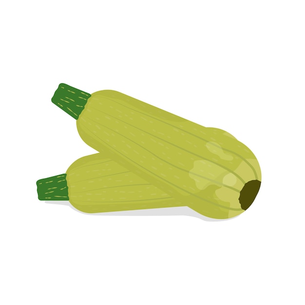 Zucchini Zucchini vector illustration