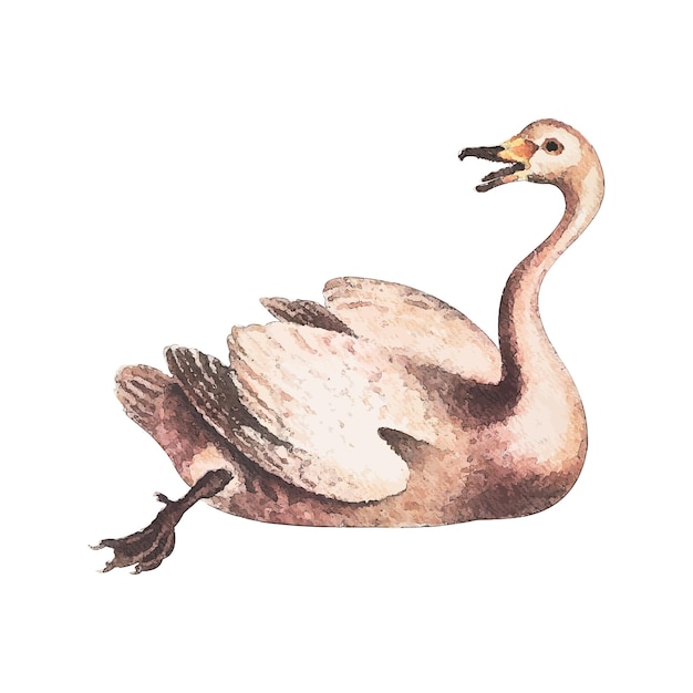 Zwaan aquarel vectorillustratie