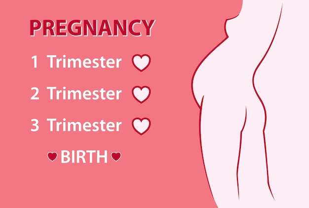 Zwangere vrouw De stadia van de zwangerschap, de trimesters en de bevalling