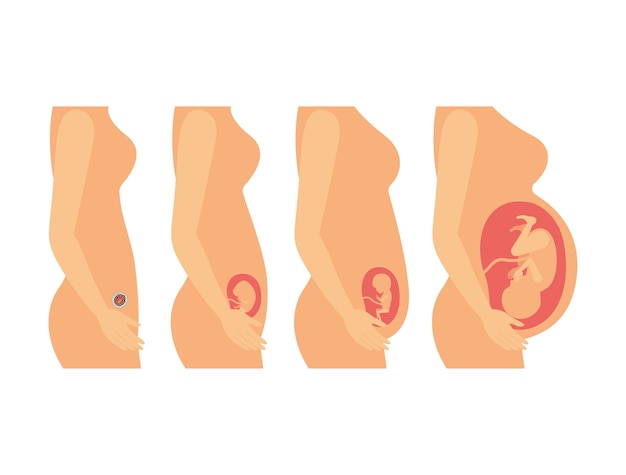 Zwangerschapsproces in vrouwelijk lichaam