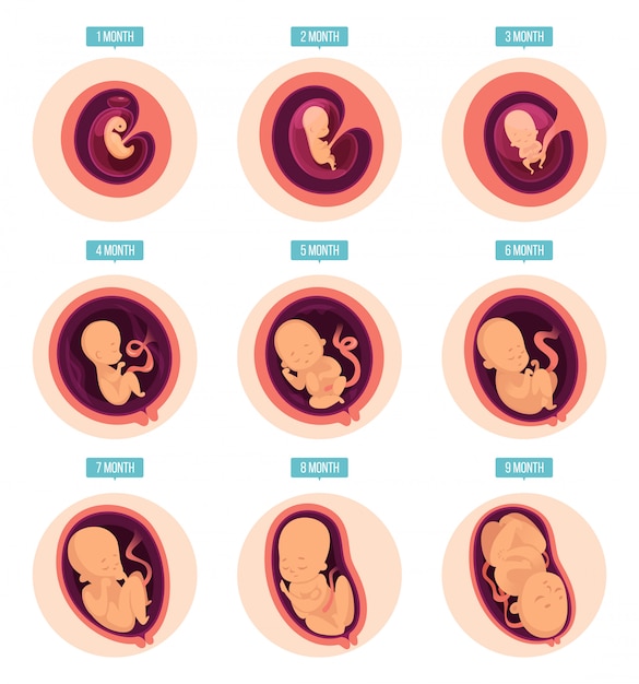 Vector zwangerschapsstadia, menselijke groeifasen embryo-ontwikkeling ei vruchtbaarheid zwangerschap stadia infographic