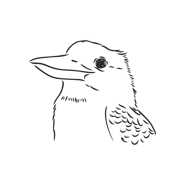 Zwart omlijnde kookaburra birdvector tekening kookaburra vector schets illustratie