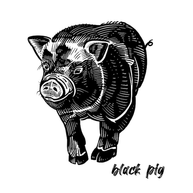 Zwart varkensboerderij dier Sketch Zwart-wit geïsoleerd Vector illustratie