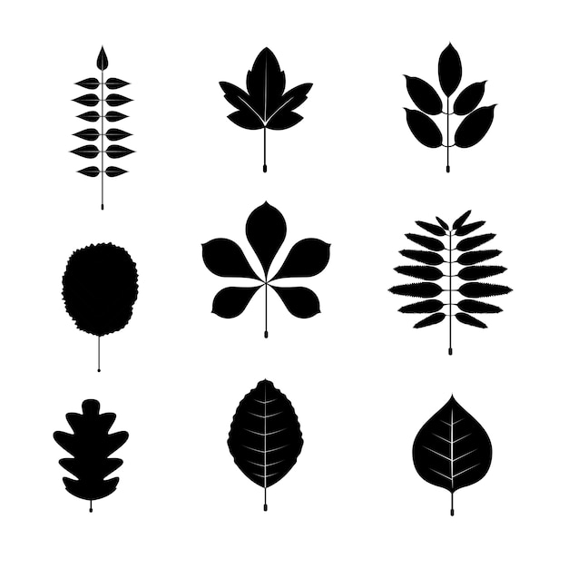 Zwart-wit blad pictogram en symbolen instellen. vectorillustratie