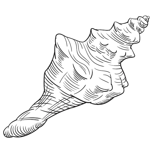 Zwart-wit contour vectorillustratie van shell geïsoleerd op een witte achtergrond voor kleurplaat