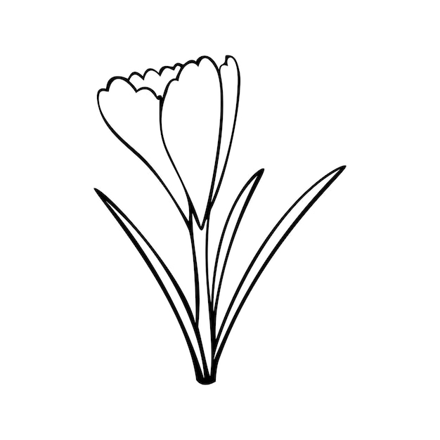 Zwart-wit foto lente bloemen delicate krokus bloem vectorillustratie