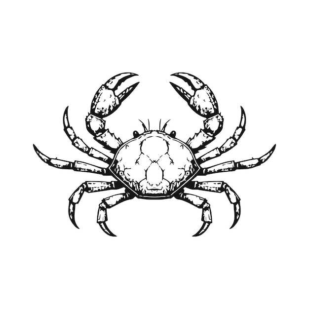 Zwart-wit krab vector illustratie geïsoleerd op witte achtergrond