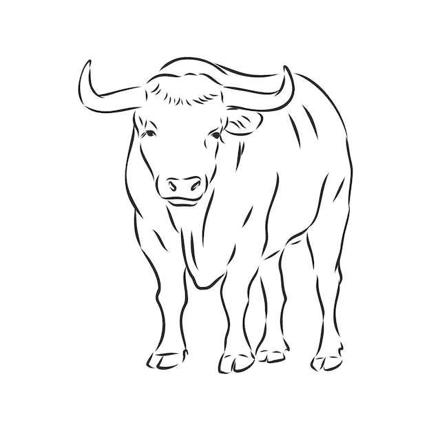 Zwart-wit lineaire verf tekenen stier vectorillustratie. stier vector schets illustratie