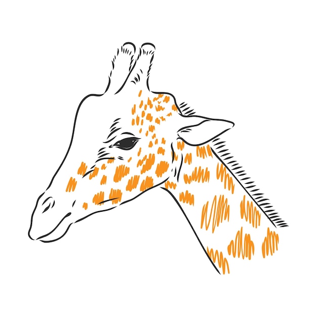 Zwart-wit vector schets van een mannelijke Nyala antilope portret van een giraffe vector sketch