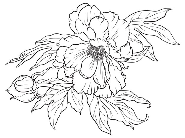 Zwart-wit vector van peony bloem geïsoleerd op een witte achtergrond voor kleurplaat