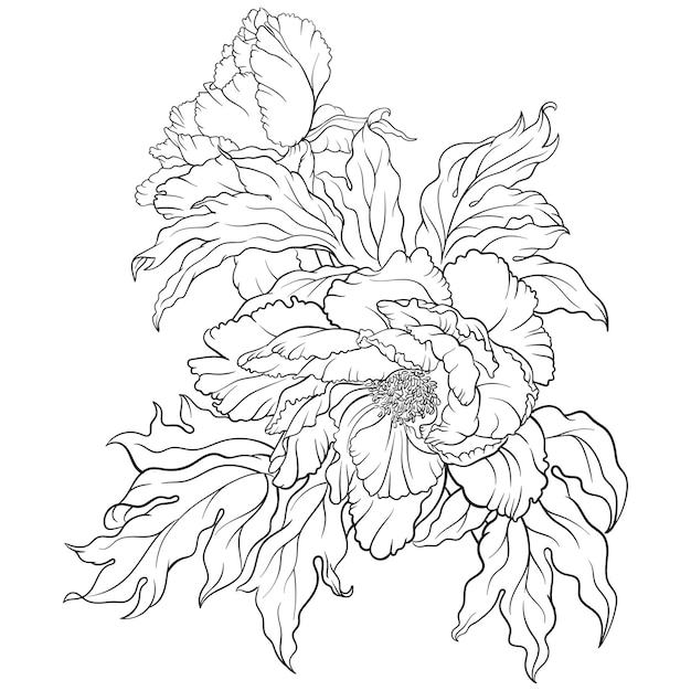 Zwart-wit vector van peony bloem geïsoleerd op een witte achtergrond voor kleurplaat