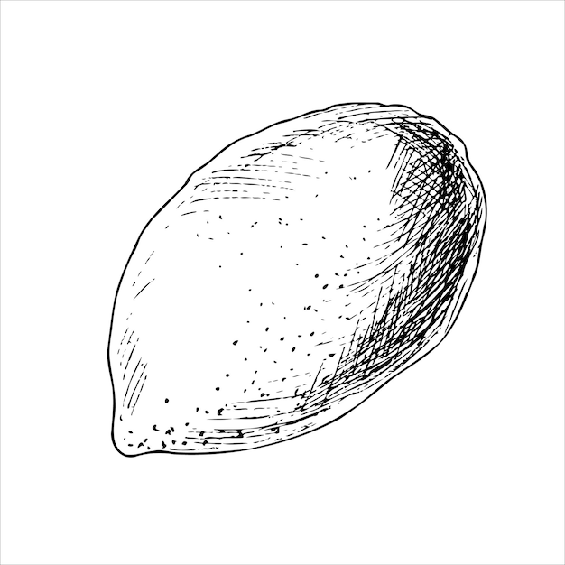 Zwart-wit vectorillustratie van citroen Schets voor menu en café ontwerp