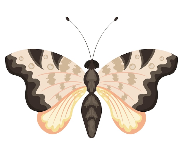 zwart-wit vlinderinsect
