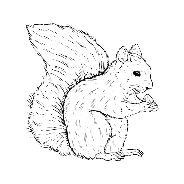 Vector zwart-witte eekhoorn met handtekening of schetsstijl