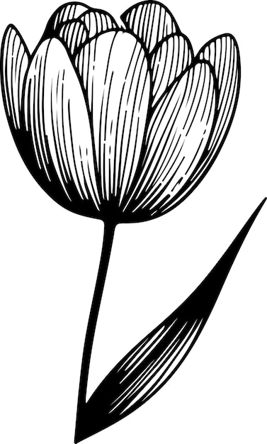 Zwarte contour tulp vector illustratie