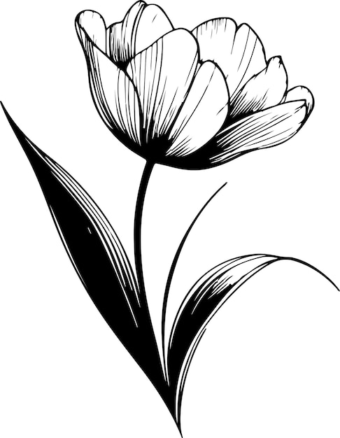 Zwarte contour tulp vector illustratie