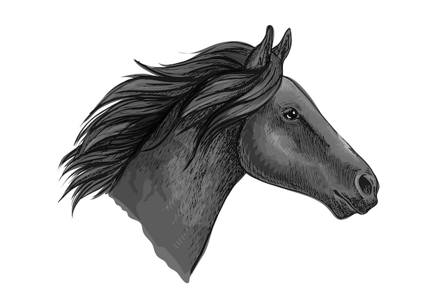 Vector zwarte hengst paard schets met renpaard hoofd