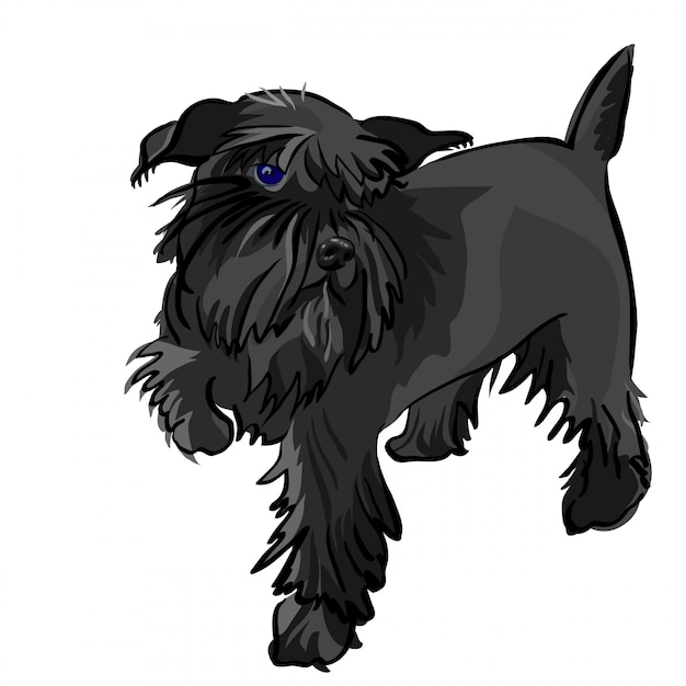 Vector zwarte hond dwergschnauzer ras