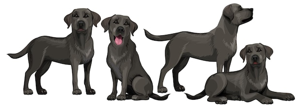 Vector zwarte labrador retriever staan en zitten geïsoleerd op wit. jonge en vriendelijke honden.